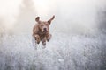 Hungarian hound dog in freezy winter time