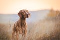 Hungarian hound pointer vizsla dog in autumn time in the field