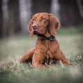 Hungarian hound portrait