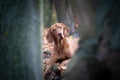 Hungarian hound vizsla dog in autumn forrest