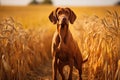 Hungarian hunter dog vizsla in the field of golden wheat, Hungarian hound pointer vizsla dog in autumn time in the field, AI Royalty Free Stock Photo