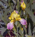 Hungarian Iris, Iris variegata Bunte Schwertlilie, Iris variegata. kit Karlsruhe, botanical garden