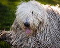 Hungarian Komondor Royalty Free Stock Photo