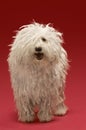 Hungarian Komondor Royalty Free Stock Photo