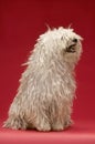 Hungarian Komondor Royalty Free Stock Photo