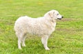 Hungarian Kuvasz dog in the park