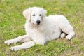 Hungarian Kuvasz dog in the park