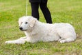 Hungarian Kuvasz dog in the park