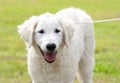 Hungarian Kuvasz dog in the park