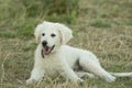 Hungarian Kuvasz puppy Royalty Free Stock Photo