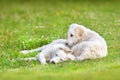 Hungarian Kuvasz puppy Royalty Free Stock Photo