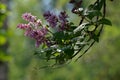 Hungarian lilac blooming in summer light