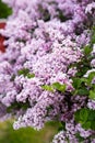 Hungarian lilac in full bloom