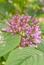 Hungarian lilac Syringa Josikaea, close-up of pink buds