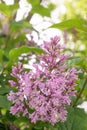 Hungarian lilac Syringa Josikaea, close-up of pink flowers and buds