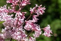 Hungarian lilac (syringa josikaea) flowers