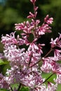 Hungarian lilac (syringa josikaea) flowers