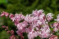 Hungarian lilac (syringa josikaea) flowers