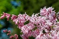 Hungarian lilac (syringa josikaea) flowers