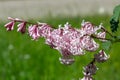 Hungarian lilac (syringa josikaea) flowers