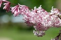 Hungarian lilac (syringa josikaea) flowers