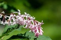 Hungarian lilac (syringa josikaea) flowers