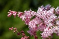 Hungarian lilac (syringa josikaea) flowers