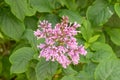 Hungarian lilac Syringa Josikaea, pink buds