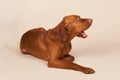 Hungarian or Magyar Vizsla Royalty Free Stock Photo