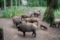 Hungarian Mangalica pigs in a pig farm Royalty Free Stock Photo