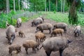 Hungarian Mangalica pigs in a pig farm Royalty Free Stock Photo