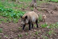 Hungarian Mangalica pigs in a pig farm Royalty Free Stock Photo