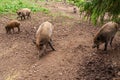 Hungarian Mangalica pigs in a pig farm Royalty Free Stock Photo