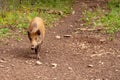 Hungarian Mangalica pigs in a pig farm Royalty Free Stock Photo