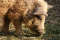 Hungarian mangalitsa pig Royalty Free Stock Photo