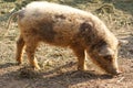 Hungarian mangalitsa pig Royalty Free Stock Photo