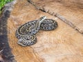 Hungarian meadow viper (Vipera ursinii rakosiensis) Royalty Free Stock Photo