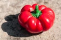 Hungarian pimento pepper