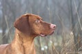 Hungarian pointer