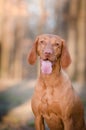 Hungarian pointer hound dog