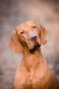 Hungarian pointer hound dog