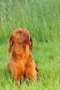Hungarian pointer (vizsla) dog Royalty Free Stock Photo