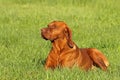 Hungarian pointer (vizsla) dog Royalty Free Stock Photo