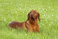Hungarian pointer (vizsla) dog Royalty Free Stock Photo