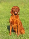 Hungarian pointer (vizsla) dog Royalty Free Stock Photo
