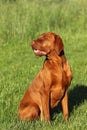 Hungarian pointer (vizsla) dog Royalty Free Stock Photo