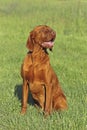 Hungarian pointer (vizsla) dog Royalty Free Stock Photo