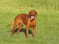 Hungarian pointer (vizsla) dog Royalty Free Stock Photo