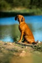 Hungarian pointing dog, vizsla sit on grass look ahead. river on background Royalty Free Stock Photo