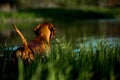 Hungarian pointing dog, vizsla swim in river on grass. river on background Royalty Free Stock Photo